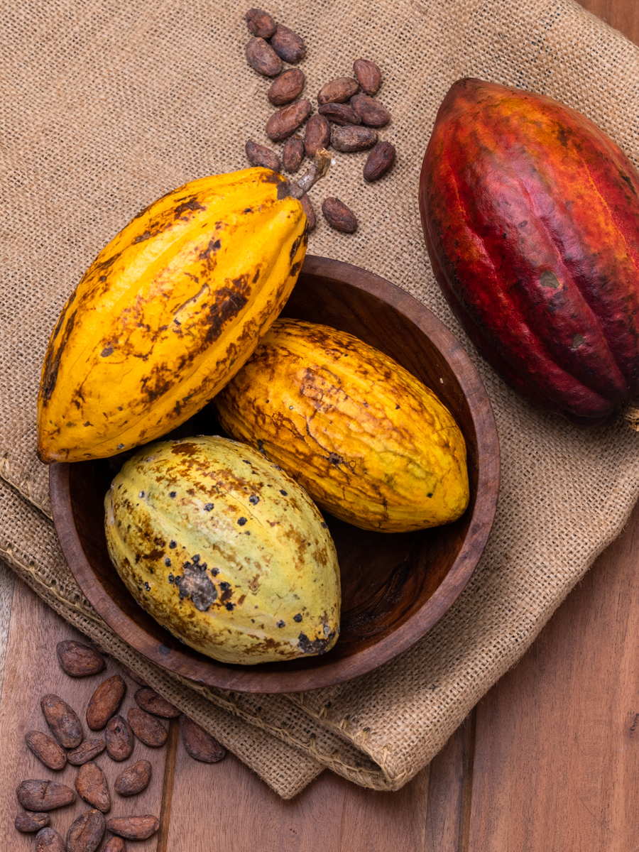 Cocoa pods and beans at origin